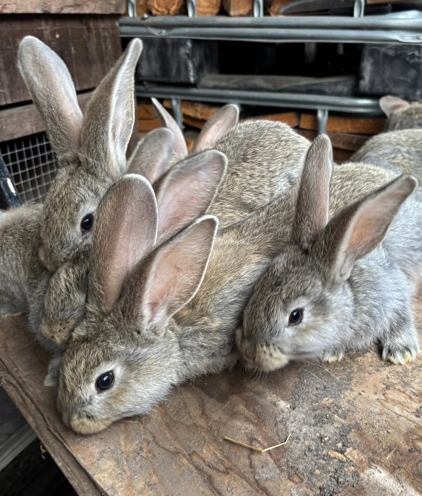 Jonge vlaamse reuzen te koop!, Dieren en Toebehoren, Konijnen, Meerdere dieren, Groot
