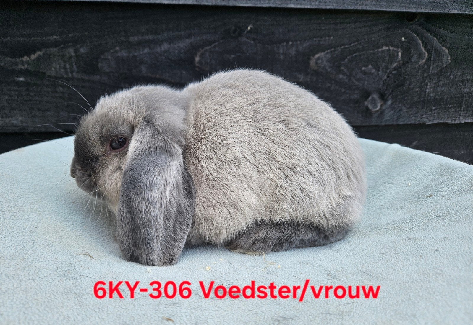 Verschillende jonge konijnen beschikbaar, Dieren en Toebehoren, Meerdere dieren, Dwerg, Hangoor, 0 tot 2 jaar