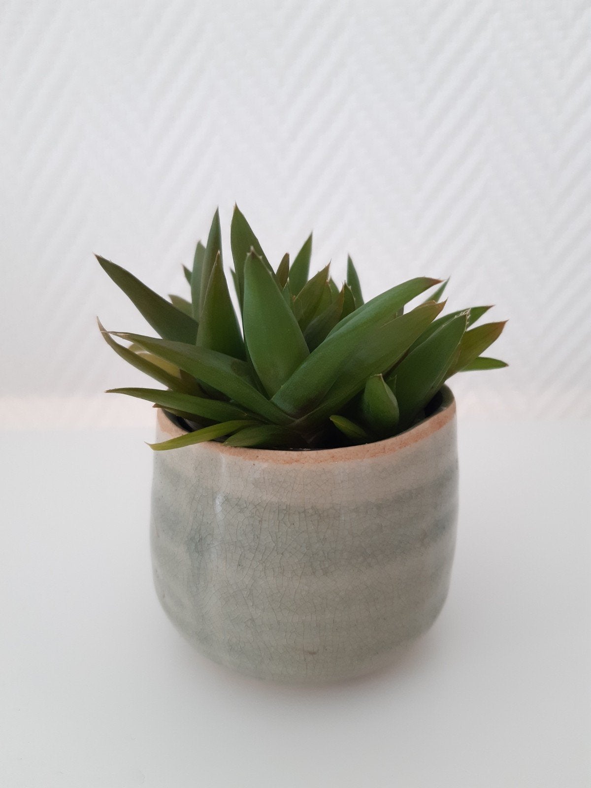 Vetplantje, Vetplant, Ophalen of Verzenden, Minder dan 100 cm, Volle zon
