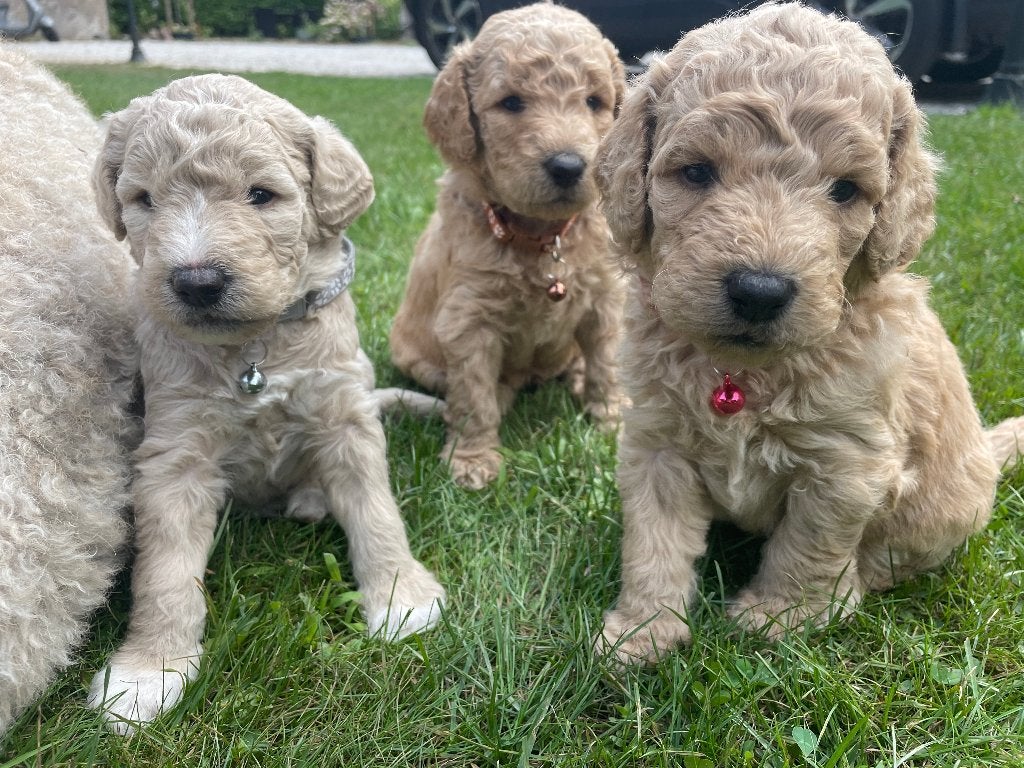 Labradoodle medium F5, Dieren en Toebehoren, Parvo, Overige rassen, 8 tot 15 weken, Meerdere