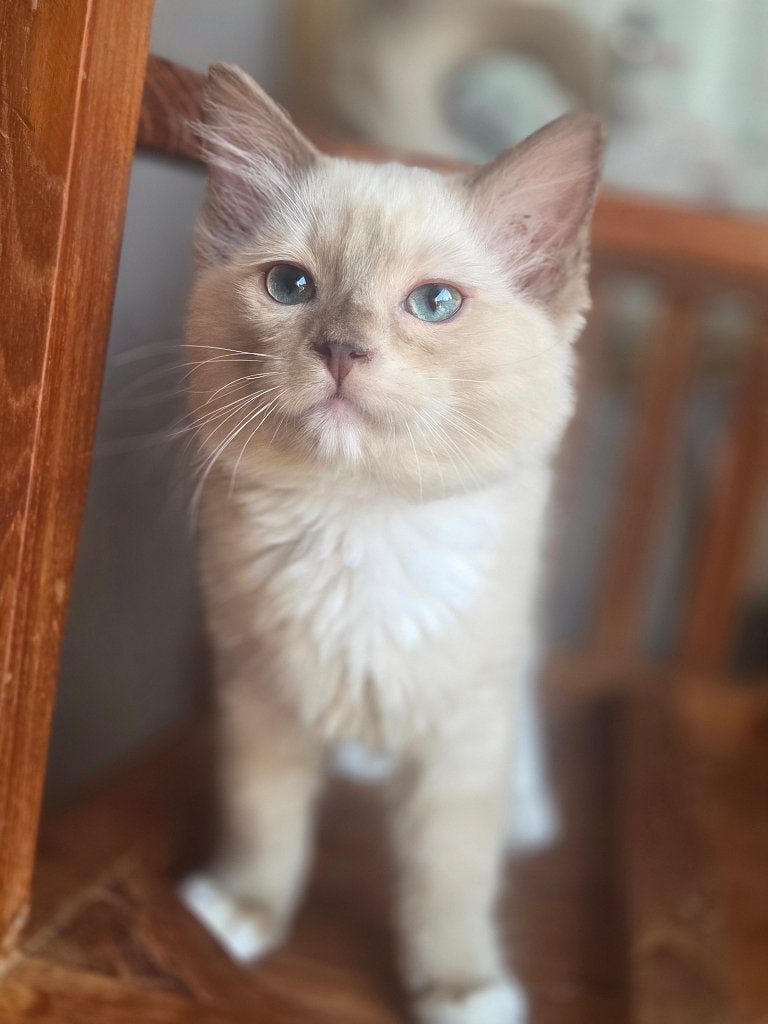 Ragdoll kittens, Meerdere dieren, Met stamboom, 0 tot 2 jaar