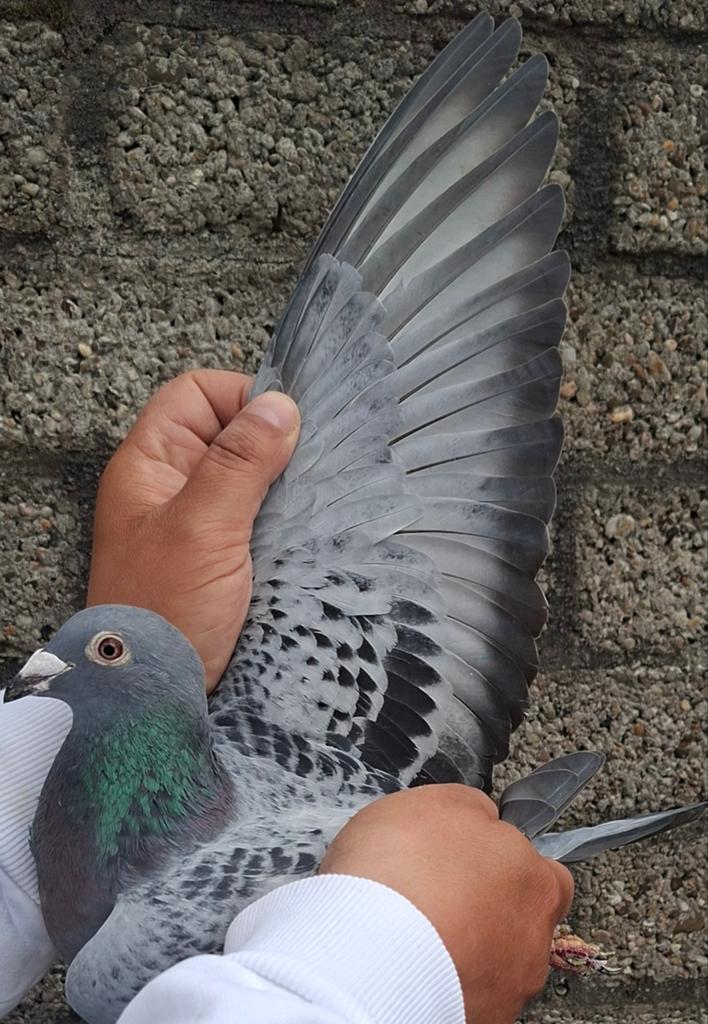 Postduif "NEW THORWALD GIRL", Dieren en Toebehoren, Vogels | Duiven