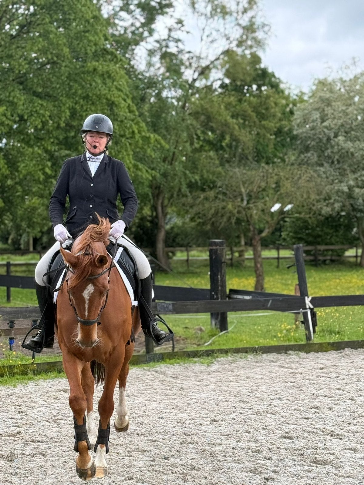 10 jarig paard, Merrie, M, Dressuurpaard, 7 tot 10 jaar