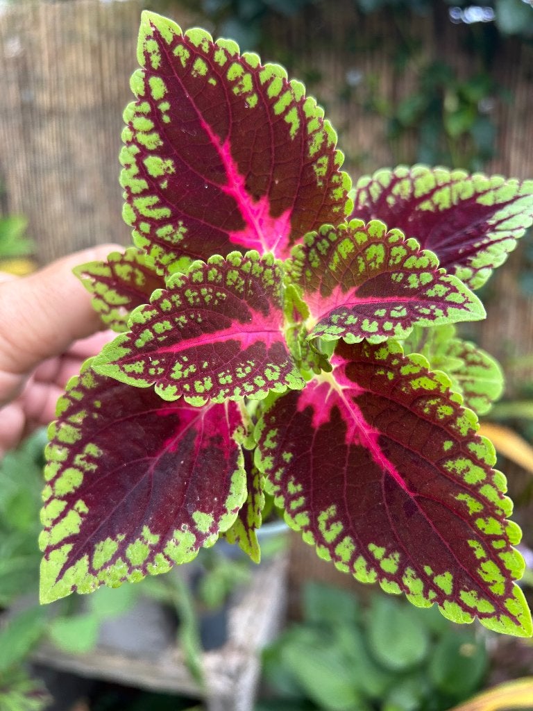 Coleus 🪴, In pot, Minder dan 100 cm, Bloeiende kamerplant, Halfschaduw
