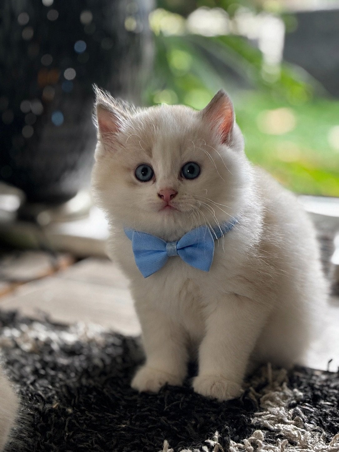 Nog 2 prachtige Ragdoll kittens, Dieren en Toebehoren, Katten en Kittens | Raskatten | Langhaar, Poes, 0 tot 2 jaar