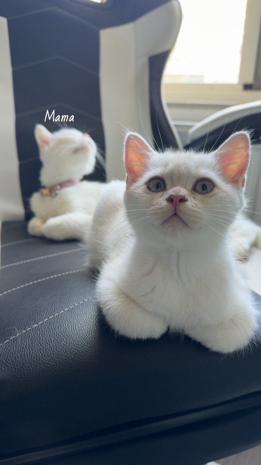 2 Britse korthaar kittens – gechipt, gevaccineerd, Meerdere dieren, Gechipt, 0 tot 2 jaar
