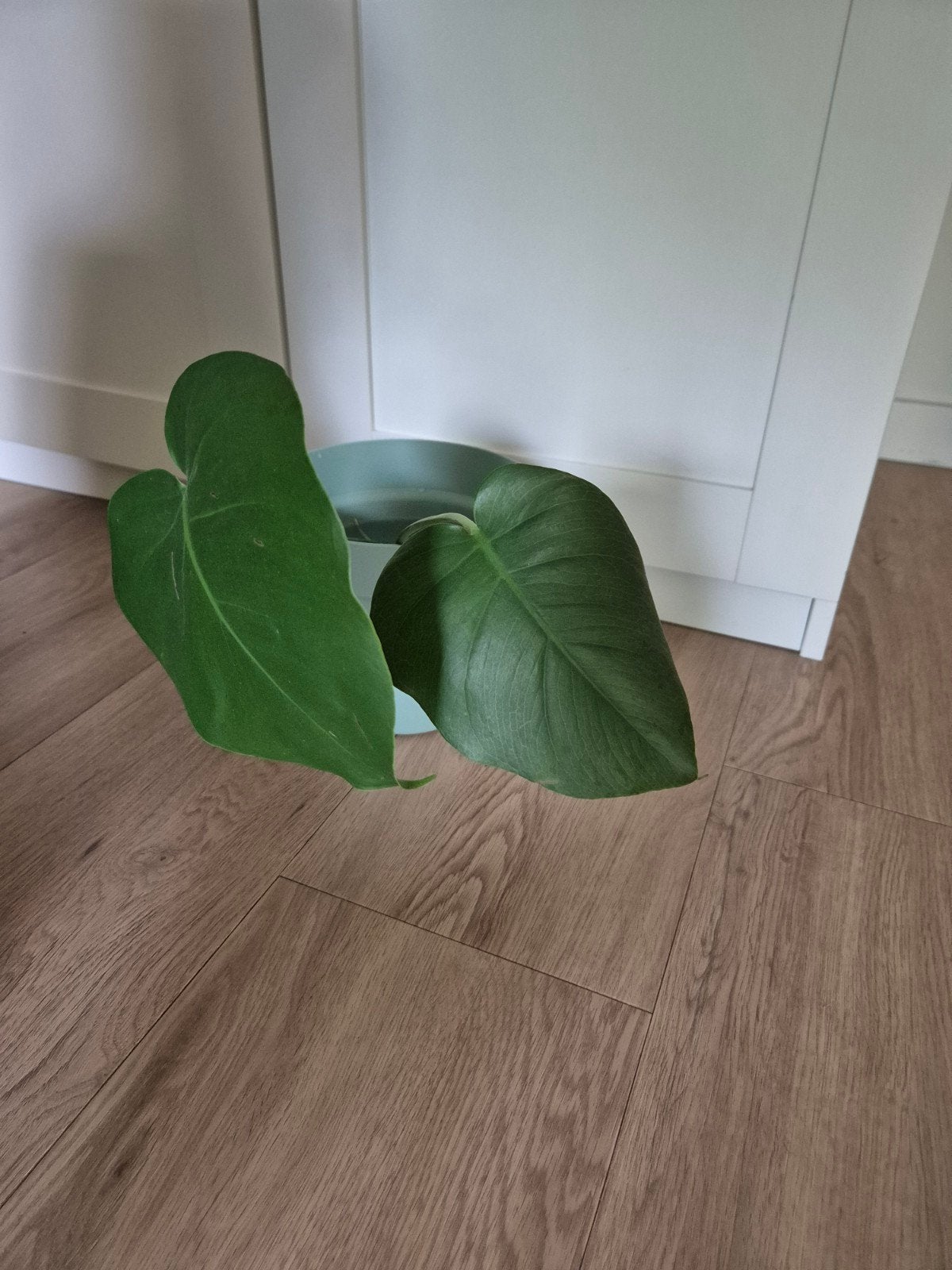 monstera (gatenplant) stekje!, Ophalen, Overige soorten, Halfschaduw, Minder dan 100 cm
