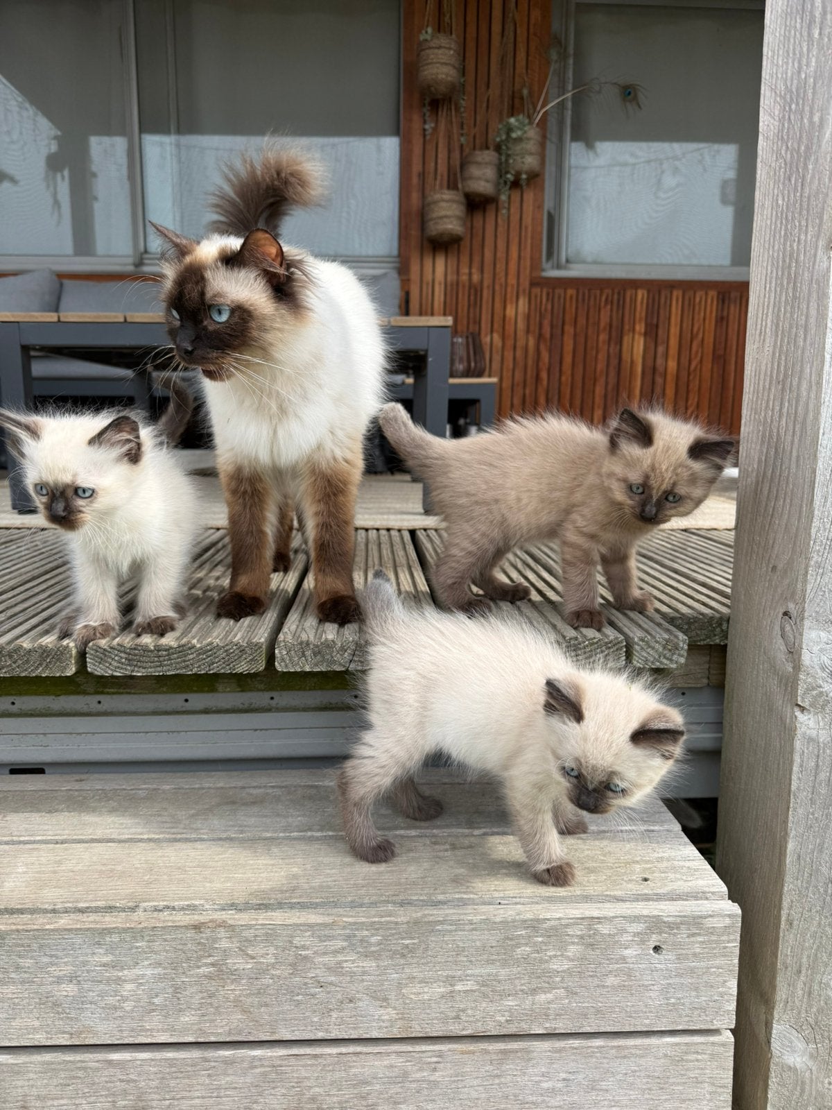 Onwijs lieve raszuivere Ragdoll kittens, Meerdere dieren, Ontwormd, 0 tot 2 jaar