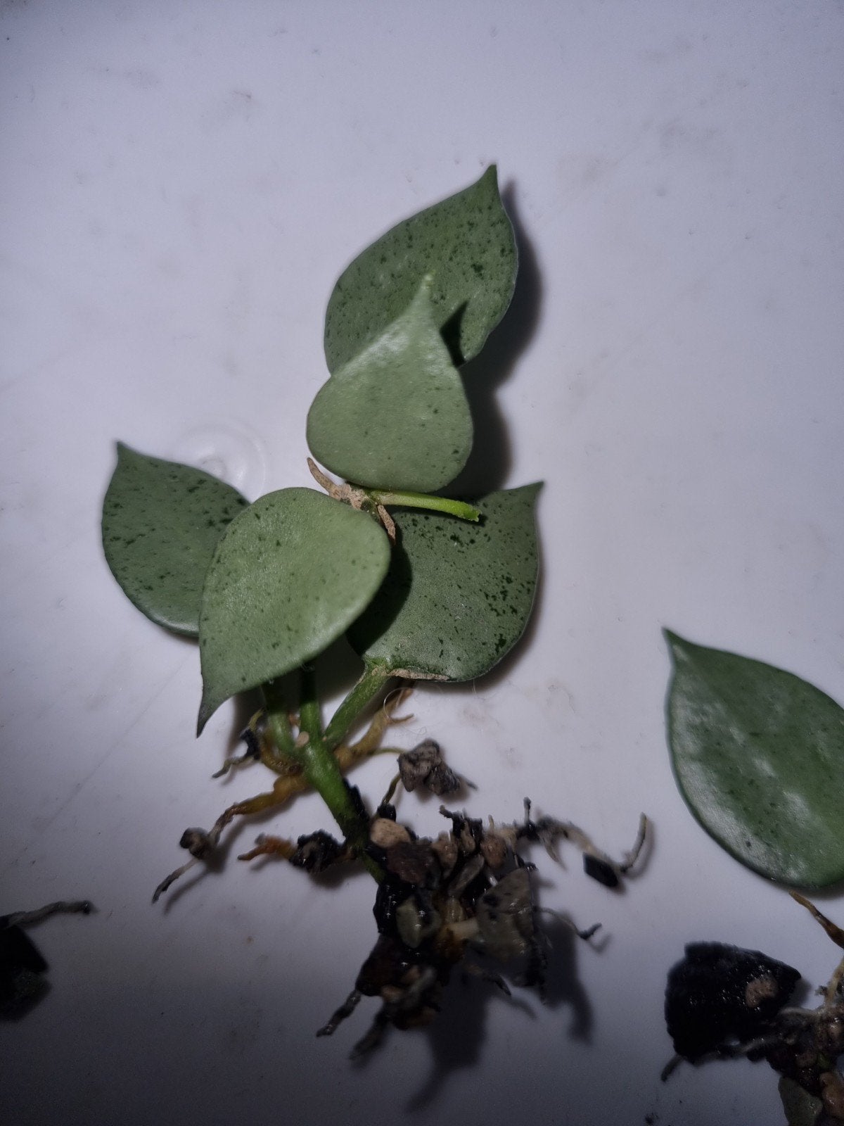 Hoya lacunosa louisa's silver, Huis en Inrichting, Kamerplanten, Ophalen of Verzenden, Halfschaduw, Minder dan 100 cm