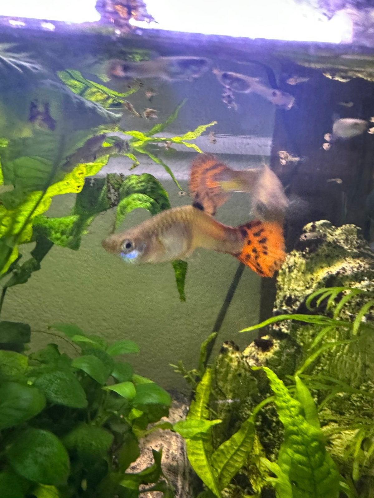 Gratis Guppy’s, 5 stuks, Vis