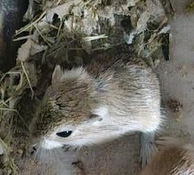 gerbil, Januari, Meerdere dieren, Overige typen, Tam