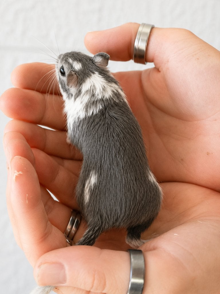 15 Gerbils te koop – Diverse kleuren – €100 voor alles samen, Dieren en Toebehoren, Februari, Meerdere dieren, Overige typen, Tam