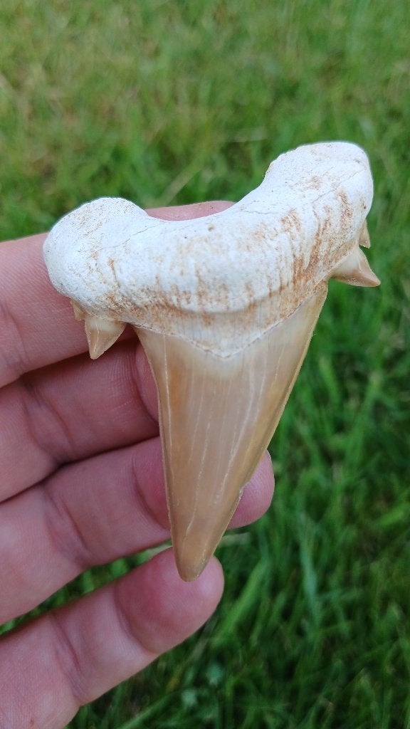 Top Otodus Obliquus haaientand 6,7 cm fossiel uit Marokko, Ophalen of Verzenden, Fossiel