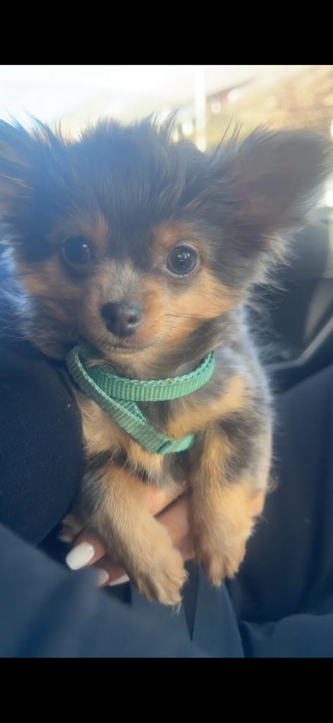 Schattige grijze chihuahua pup, HCC (leverziekte), Reu, 8 tot 15 weken, Eén hond