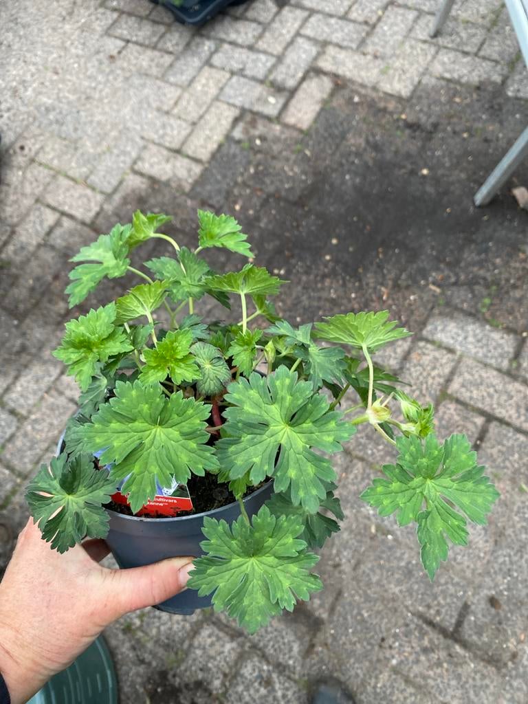 Geranium Rozanne - Vaste plant voor volle zon/halfschaduw, Tuin en Terras, Planten | Tuinplanten, Volle zon, Vaste plant, Lente