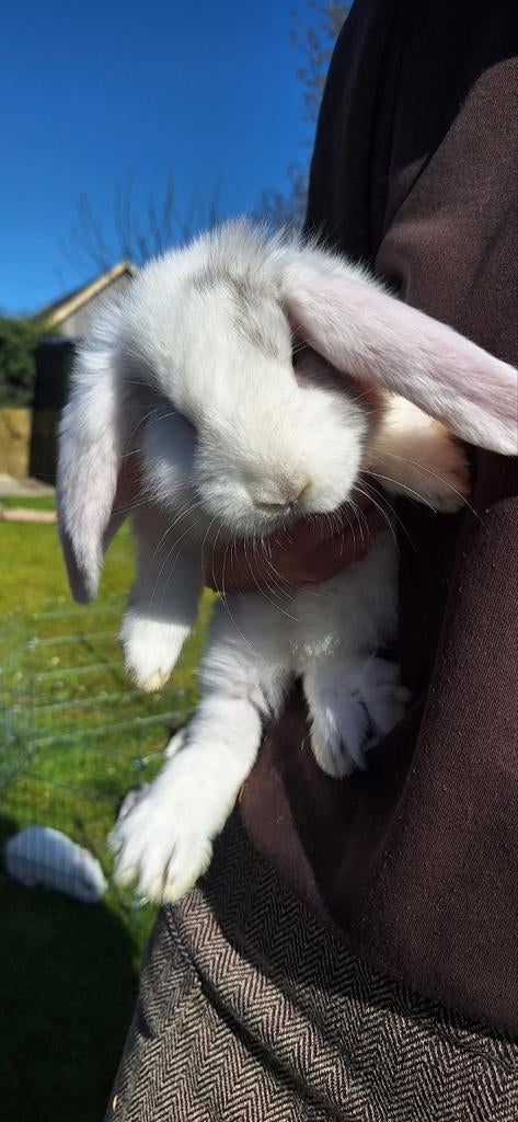 Lieve Franse Hangoor voedstertjes, Dieren en Toebehoren, Konijnen, Vrouwelijk, Groot, Hangoor, 0 tot 2 jaar