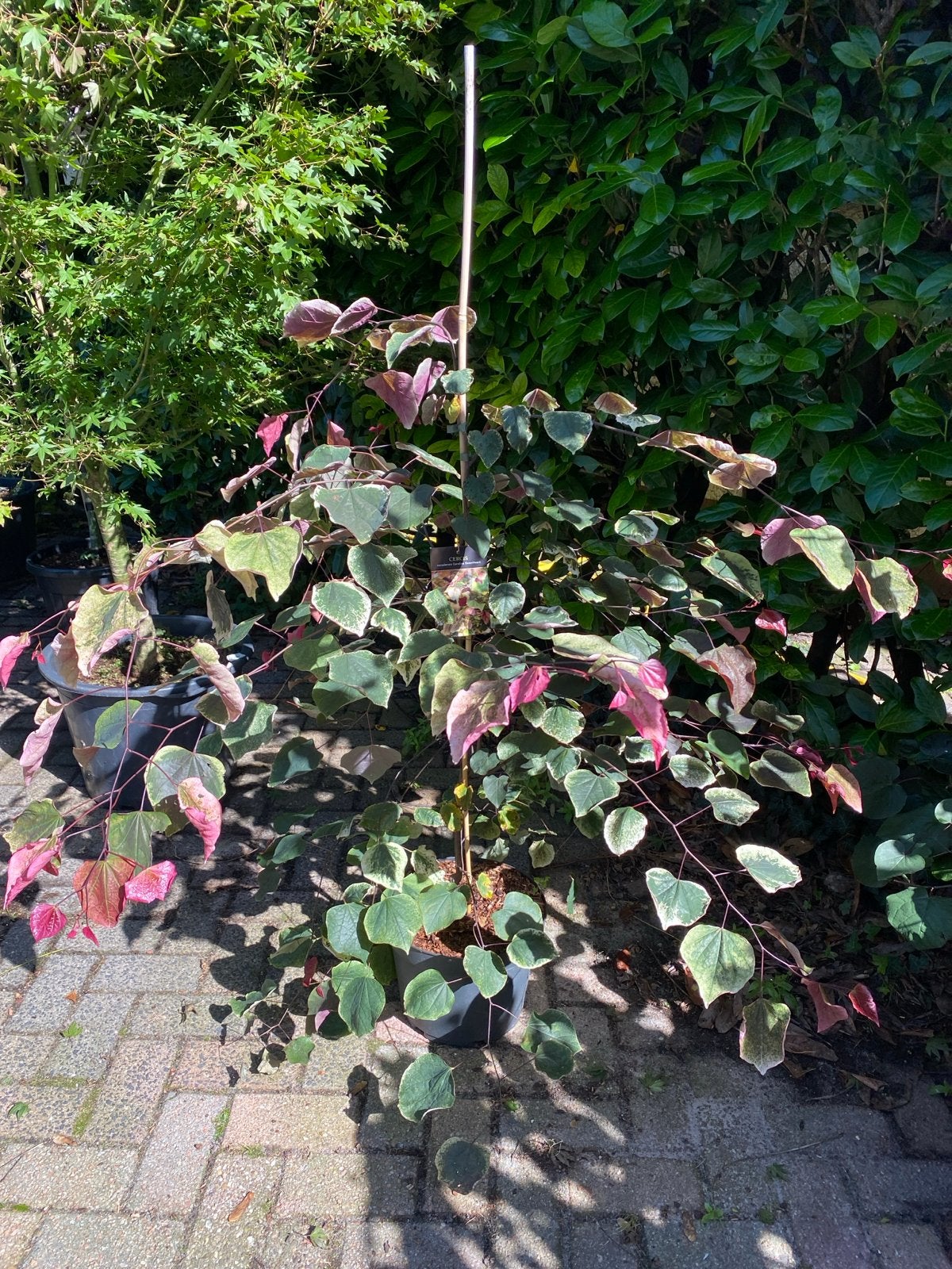 Cercis ‘caroline sweetheart’, Ophalen, Volle zon, Overige soorten