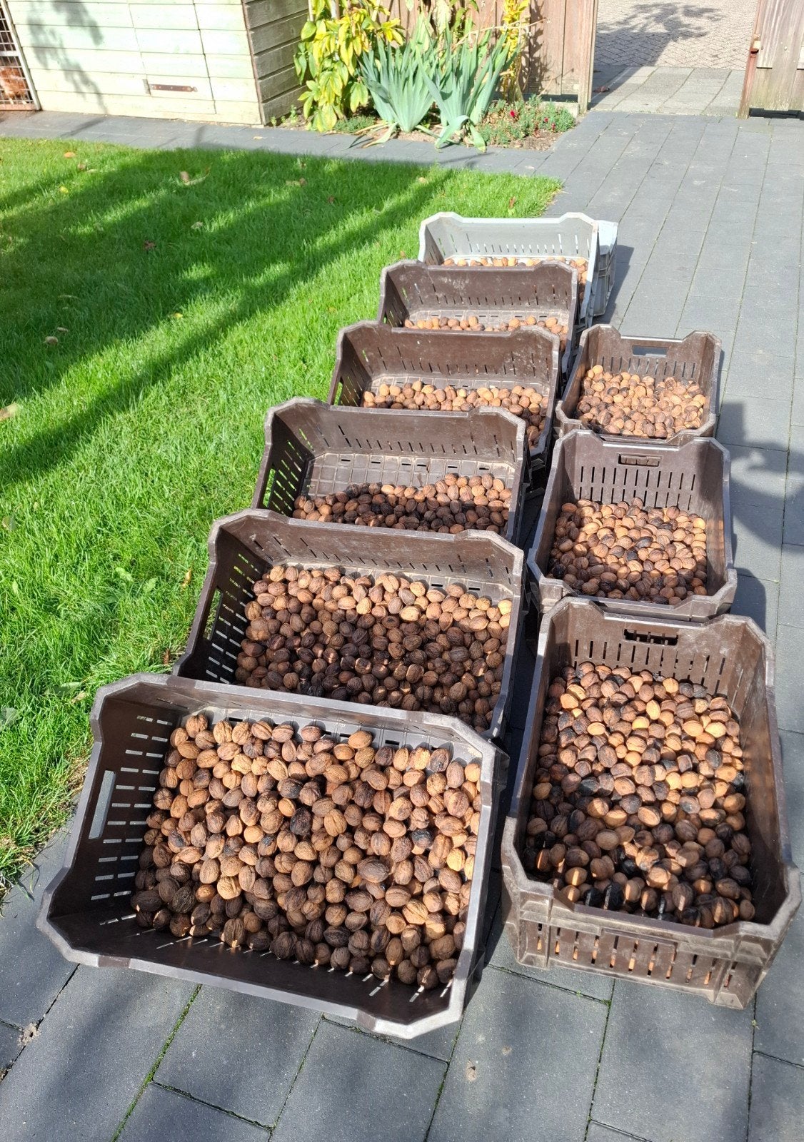 Te koop: onbespoten walnoten van eigen bomen, Ophalen of Verzenden