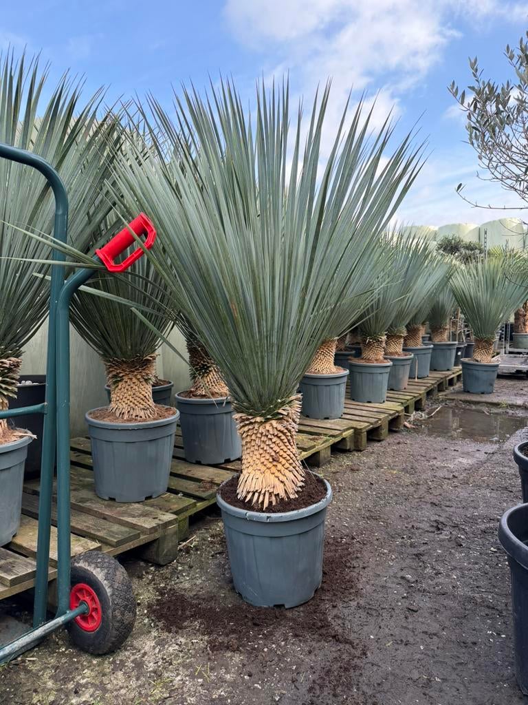 Yucca rostrata op stam! Groot formaat!, Volle zon, 100 tot 250 cm, Zomer, Overige soorten