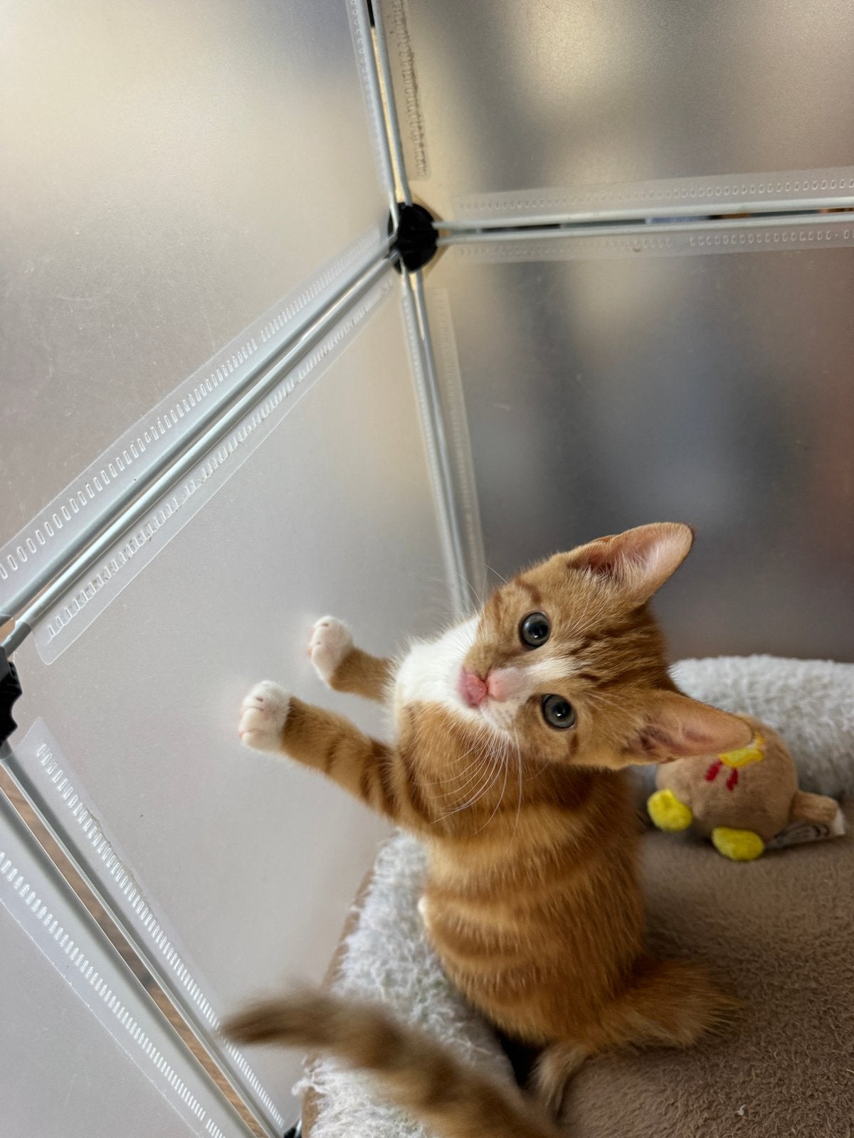 Lieve ondeugende kittens, Dieren en Toebehoren, Katten en Kittens | Overige Katten, Meerdere dieren, Kortharig, 0 tot 2 jaar