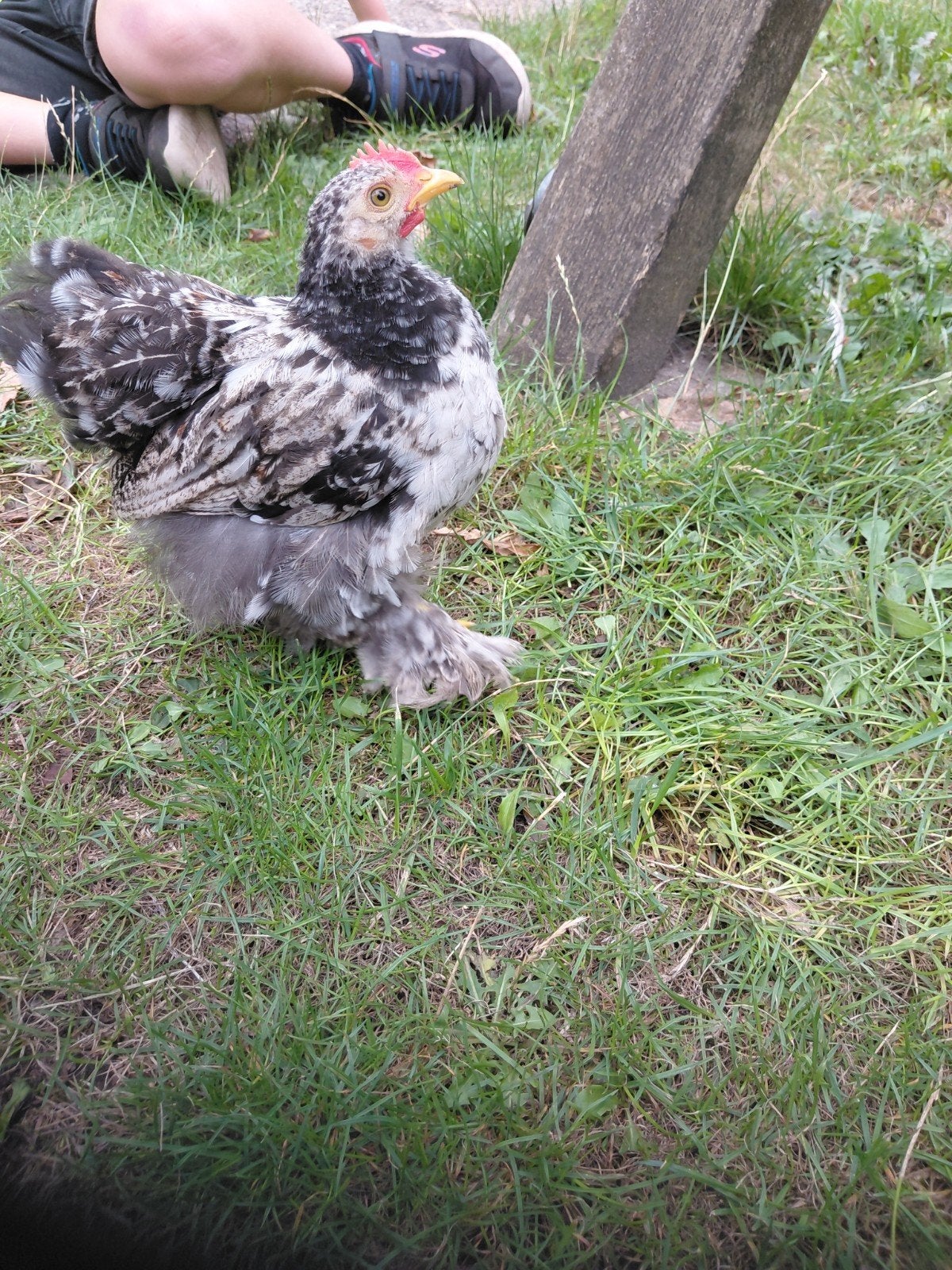 cochin kriel hanen, Dieren en Toebehoren, Pluimvee, Mannelijk, Kip