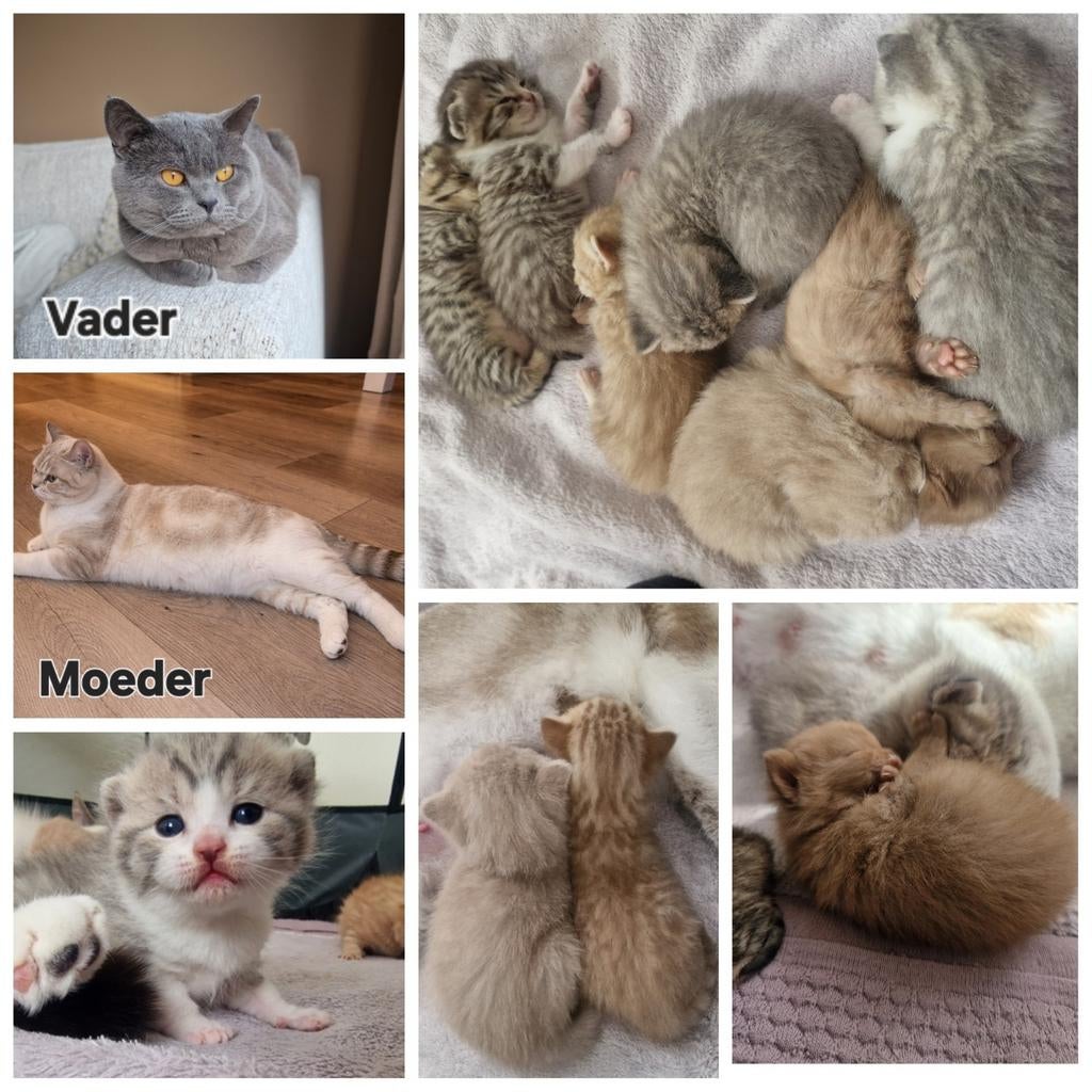 Britse korthaar kittens 25maart geboren, Dieren en Toebehoren, Kater, Ingeënt