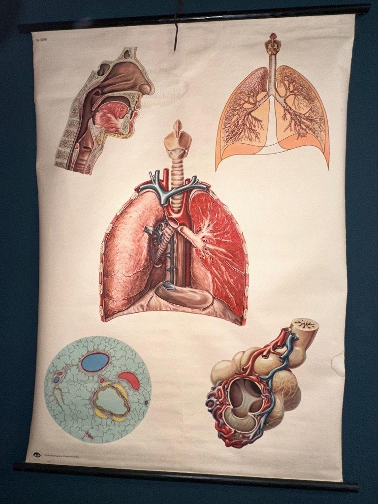 Vintage Anatomische Schoolplaat: Hart en Longen, Ophalen of Verzenden, Natuur en Biologie