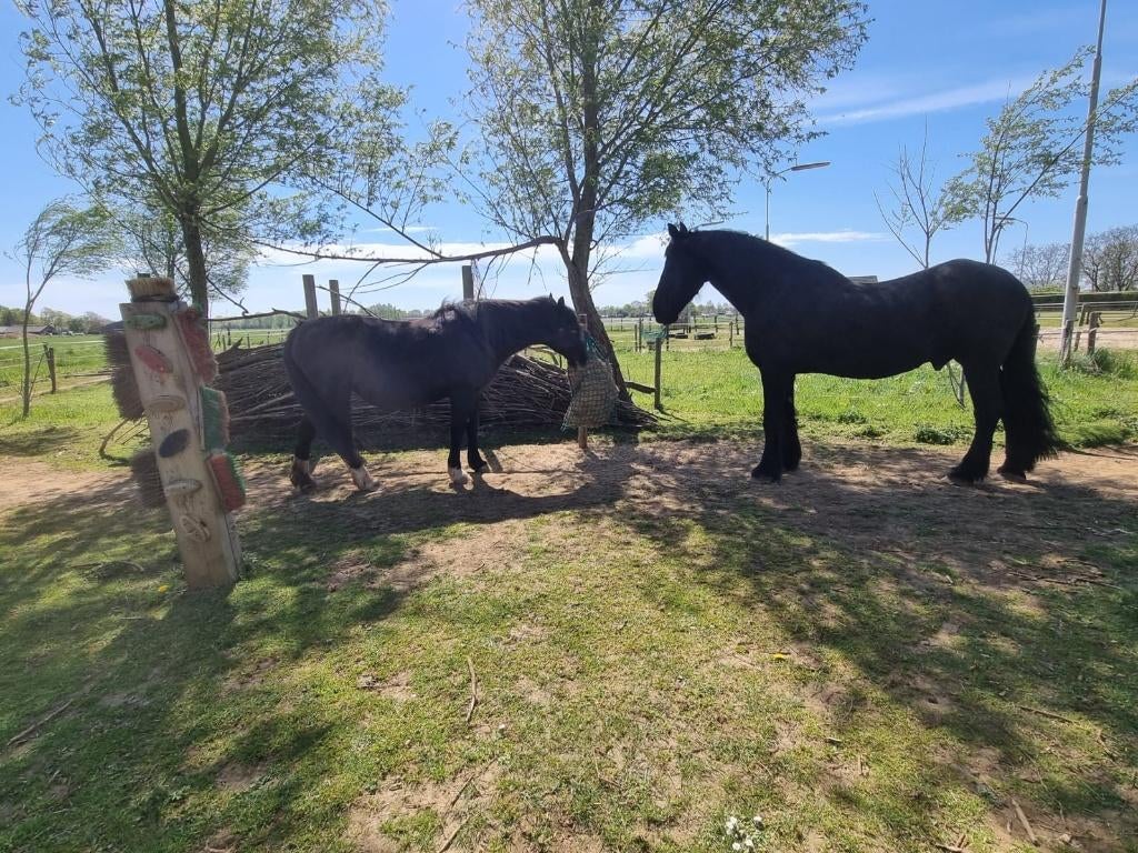 Stalling vrij regio Doetinchem/Zutphen paddock paradise, Dieren en Toebehoren, Weidegang, 2 of 3 paarden of pony's