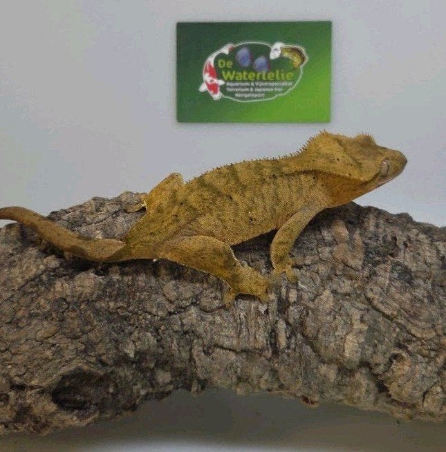 Wimpergekko vrouw 25% Korting

Mooie en gezonde vrouwlijke g Crested Gecko photo 3