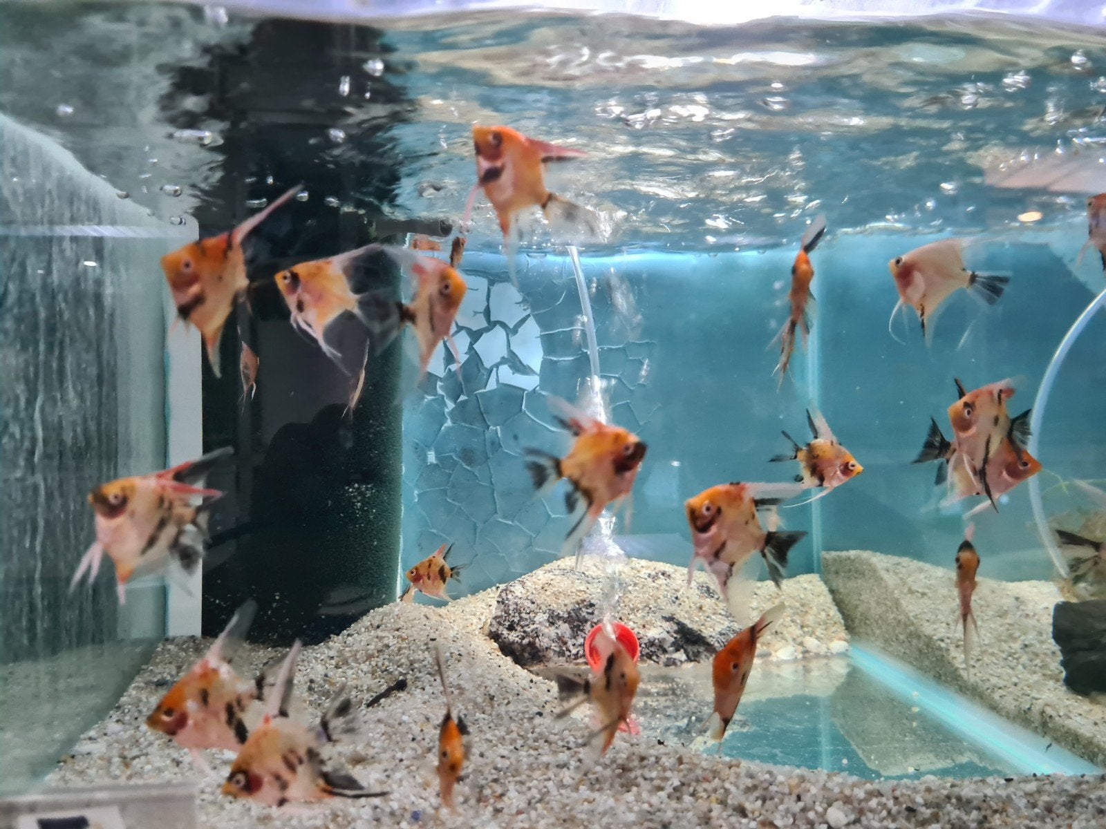 Red Devil maanvissen, Dieren en Toebehoren, Vis, Zoetwatervis