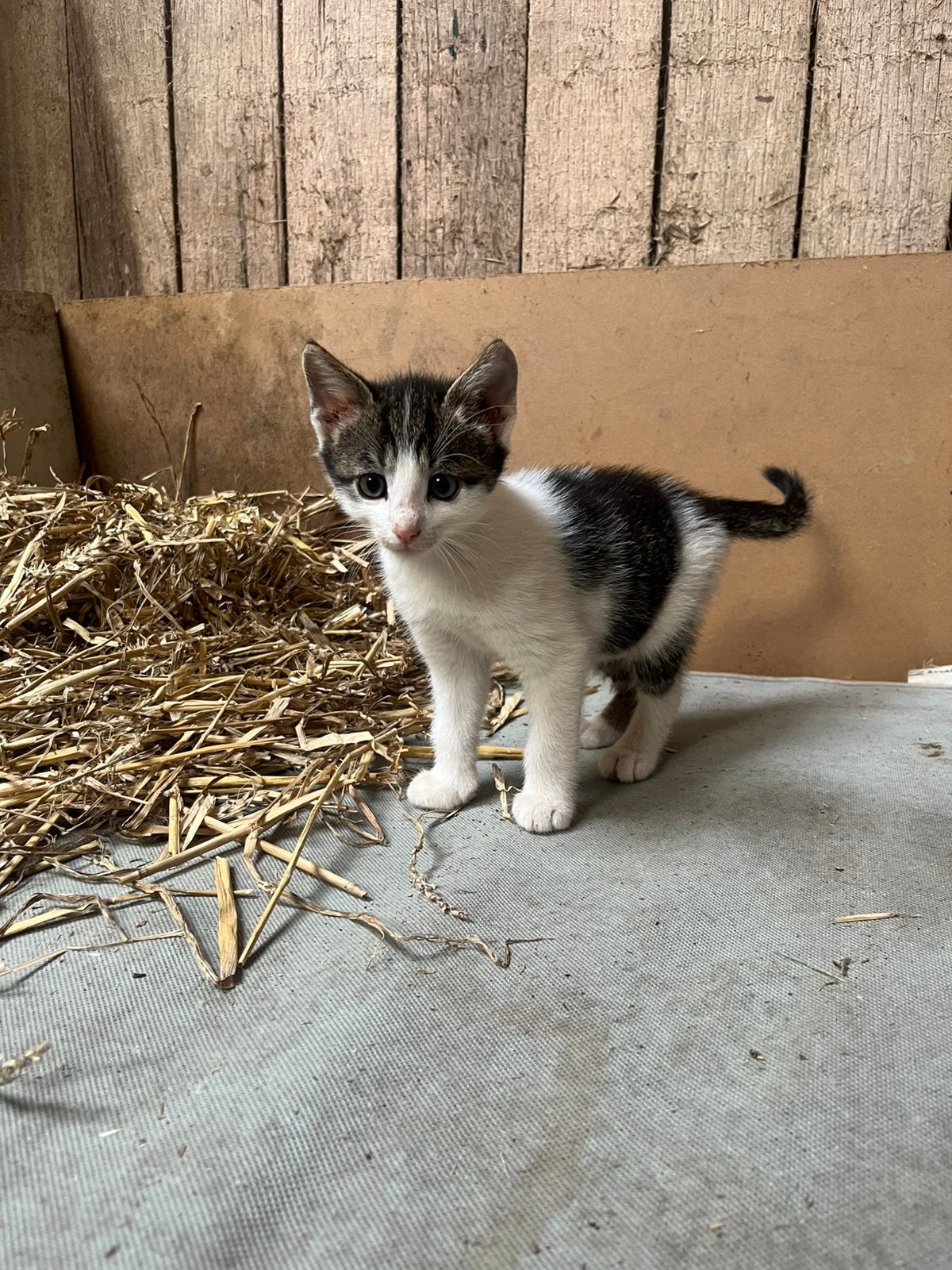Kittens, Kater, Kortharig, 0 tot 2 jaar
