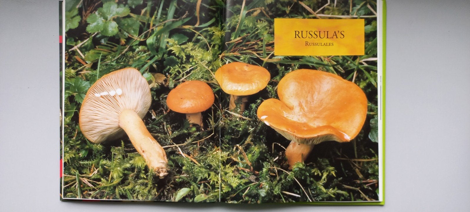 Paddenstoelen: Herkennen en Verzamelen - Rijk Geïllustreerd, Ophalen of Verzenden, Gelezen, Bloemen, Planten en Bomen, Onbekend