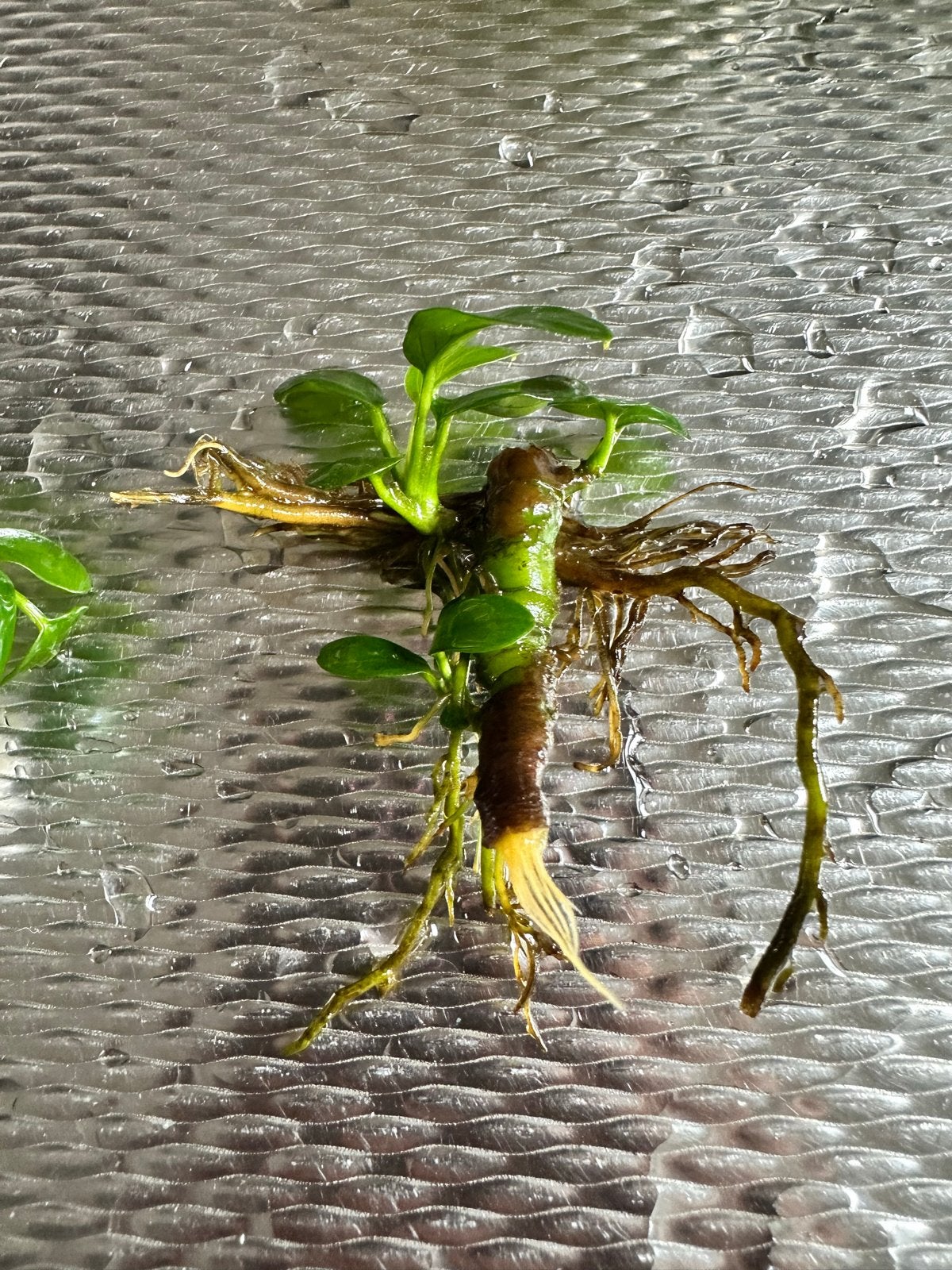 Diverse anubia aquariumplanten - Ophalen Amsterdam Centrum, Overige soorten, Vaste plant, Ophalen of Verzenden, Bloeit niet
