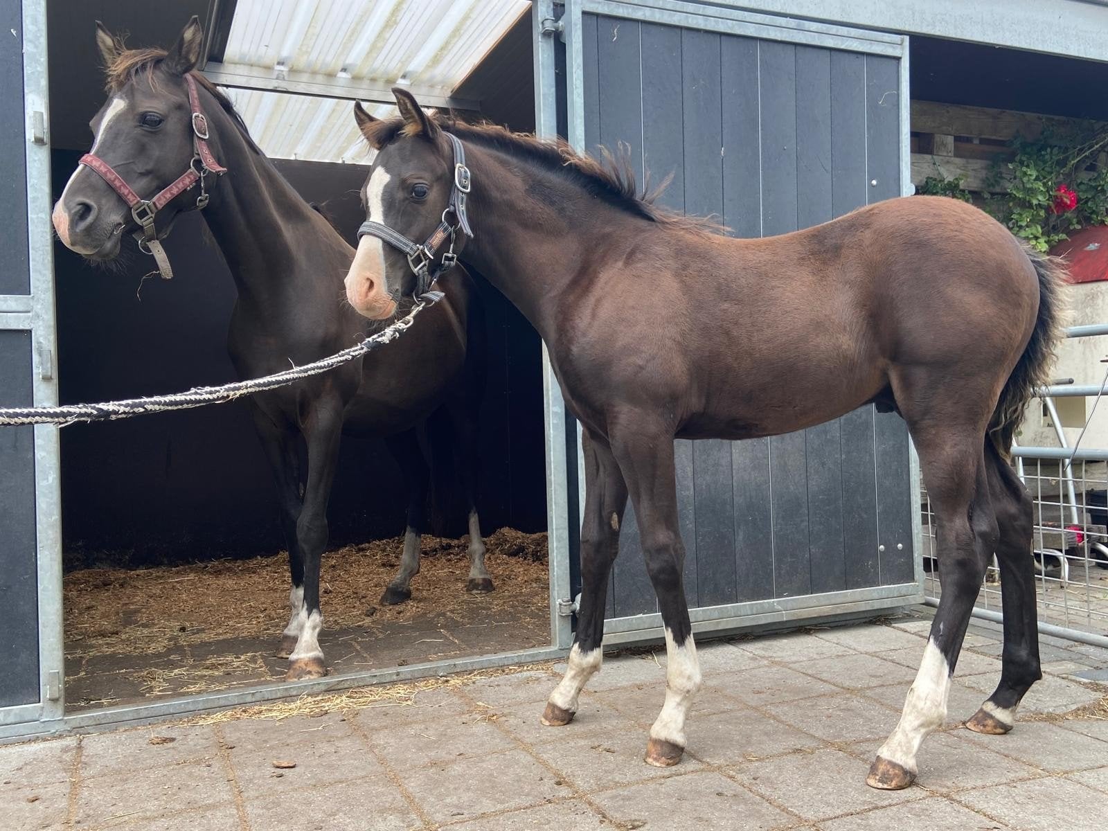 te koop echt mooi hengst veulen welsh, Niet van toepassing, 0 tot 2 jaar, Hengst, Gechipt