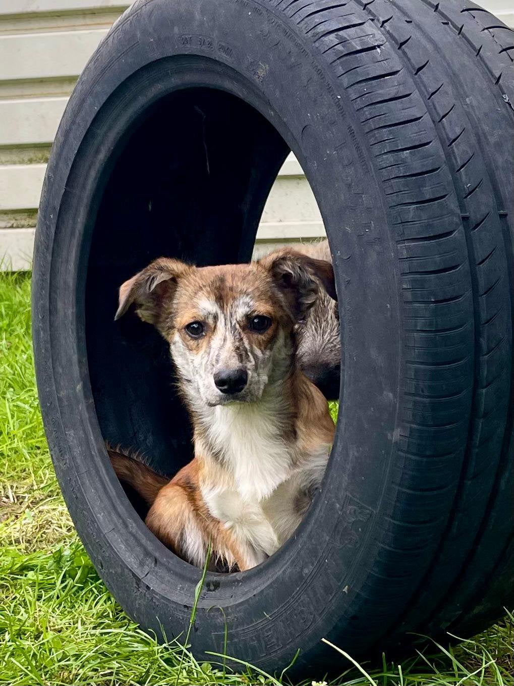 Tiamo reutje klein medium 6 maandjes, Dieren en Toebehoren, Honden | Niet-rashonden, Particulier, 15 weken tot 1 jaar, Reu, Buitenland