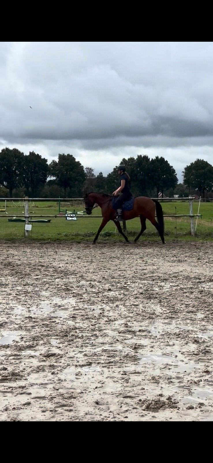 Verzorg pony gezocht!, Ophalen of Verzenden, Nieuw