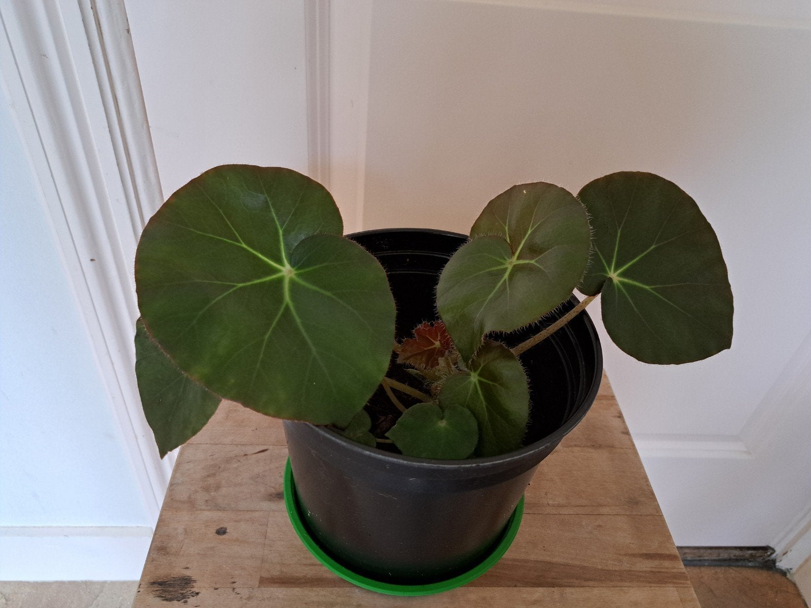 mooie begonia, Ophalen, Halfschaduw, Minder dan 100 cm