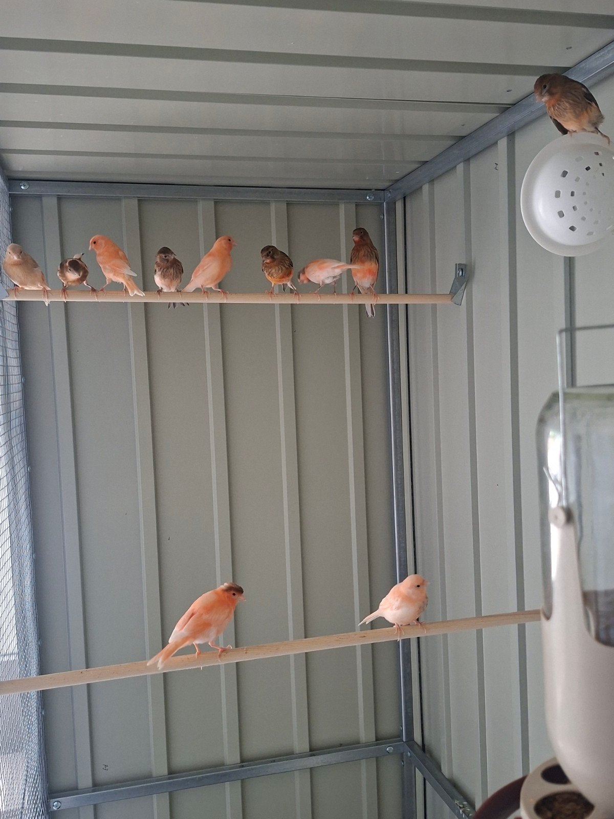 Jonge Harlekijn Kanaries te koop, Dieren en Toebehoren, Vogels | Kanaries, Geslacht onbekend, Kleurkanarie