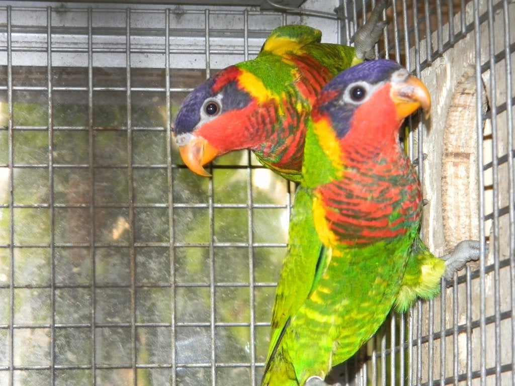 Ornatus Lory, Meerdere dieren, Papegaai, Geringd