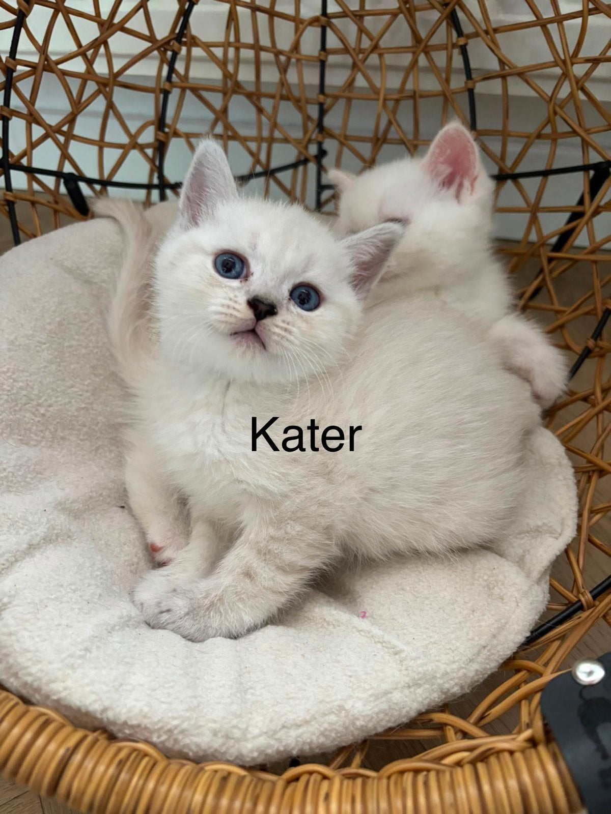 Drei kittens zoeken een nieuw huis, Kater, Kortharig, 0 tot 2 jaar