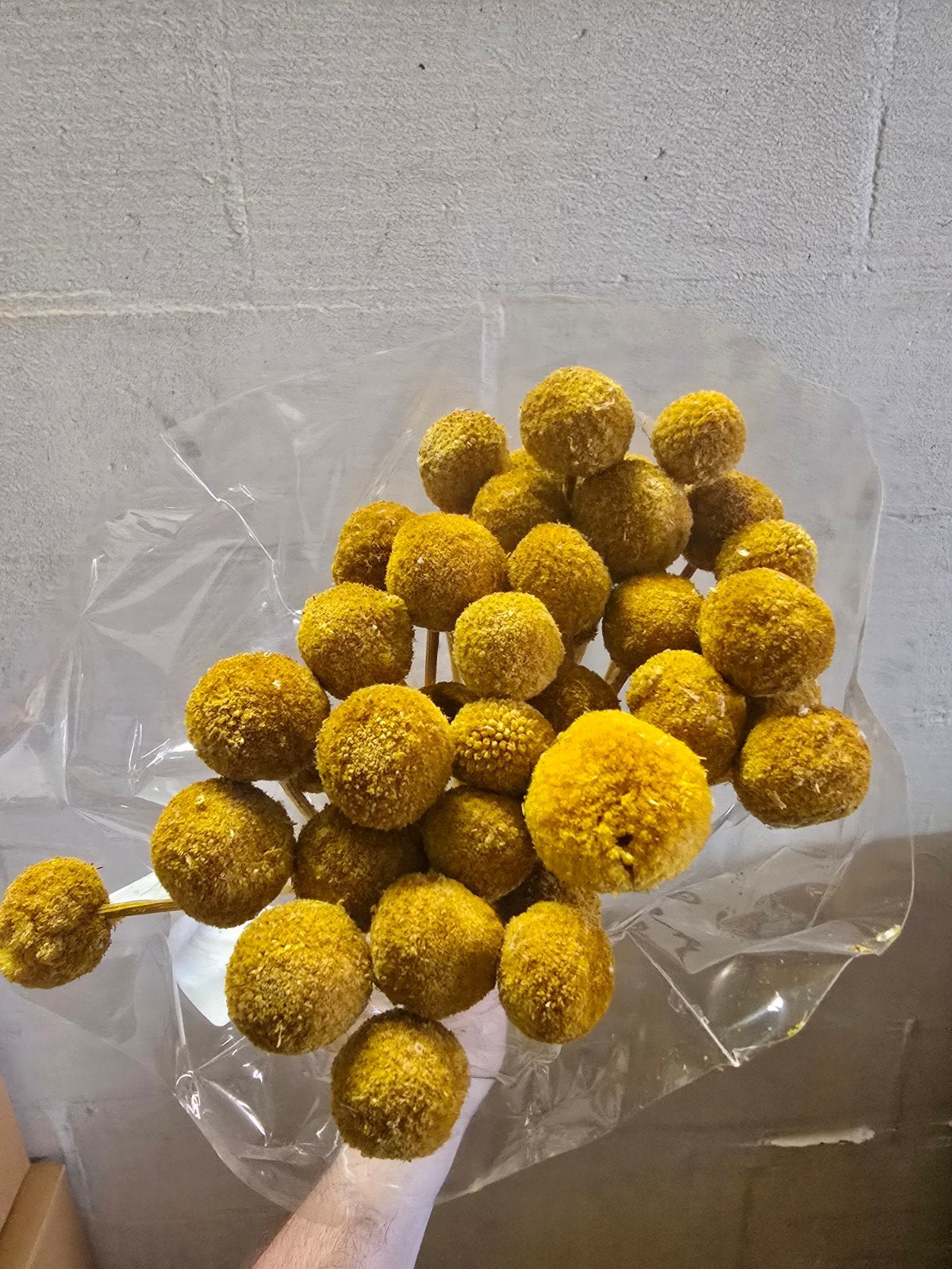 Partij Gedroogde Craspedia (Billy Buttons) - Geel, Huis en Inrichting, Woonaccessoires | Droogbloemen, Ophalen of Verzenden, Nieuw