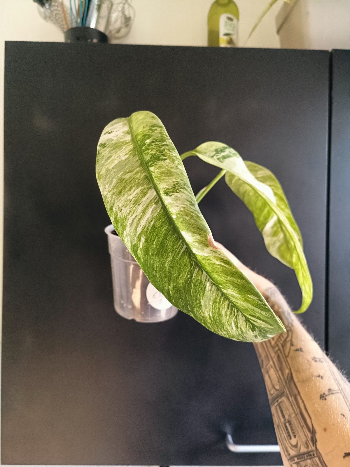 Epipremnum giganteum albo, Ophalen of Verzenden