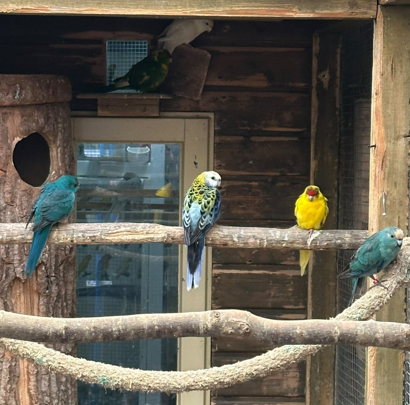kakarikies