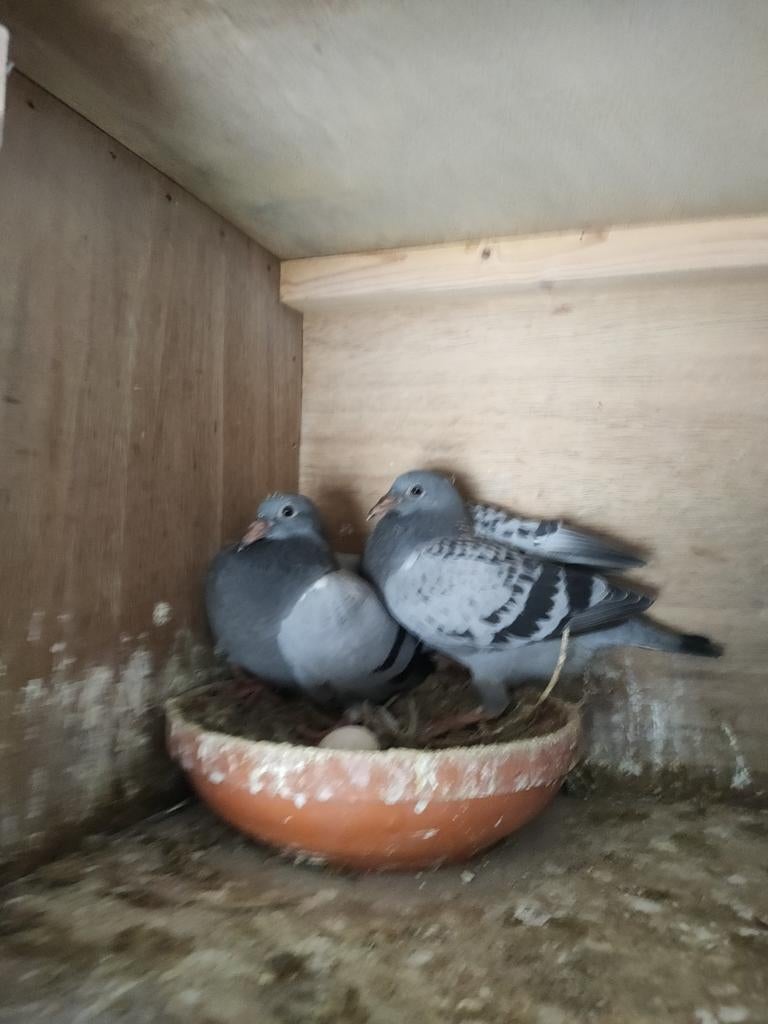 Jonge duiven 10te koop, Meerdere dieren, Postduif