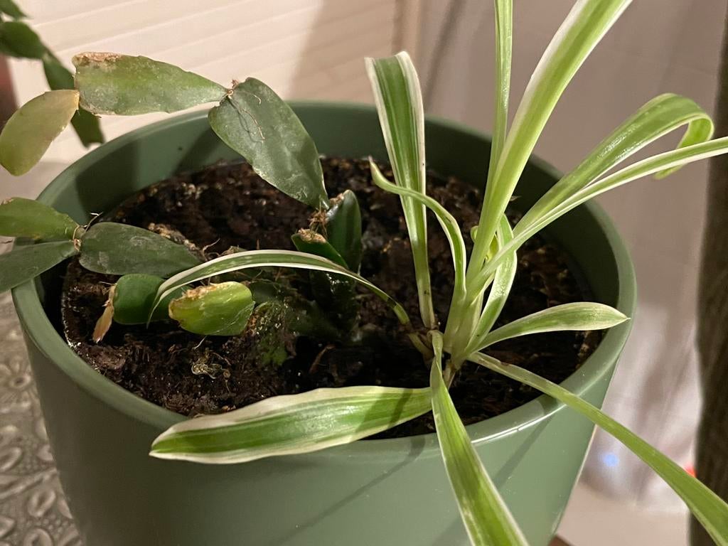 Makkelijke kamerplant in bloempot. Graslelie, Ophalen