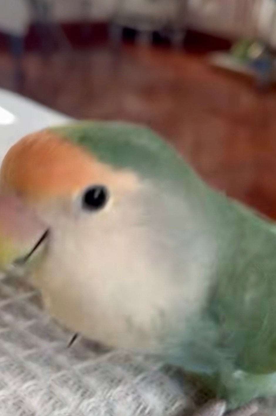 Te koop GEVRAAGD, Mannelijk, Dwergpapegaai of Agapornis