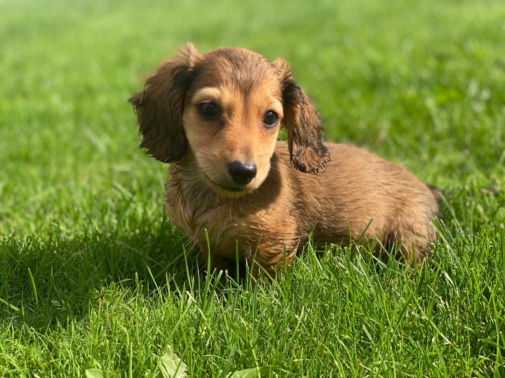Knap langhaar teckel teefje, Parvo, 8 tot 15 weken, Teef, Dwerg