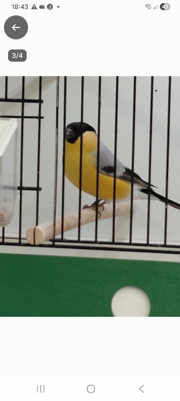 te koop gevraagd gele koppel goudvinken, Meerdere dieren