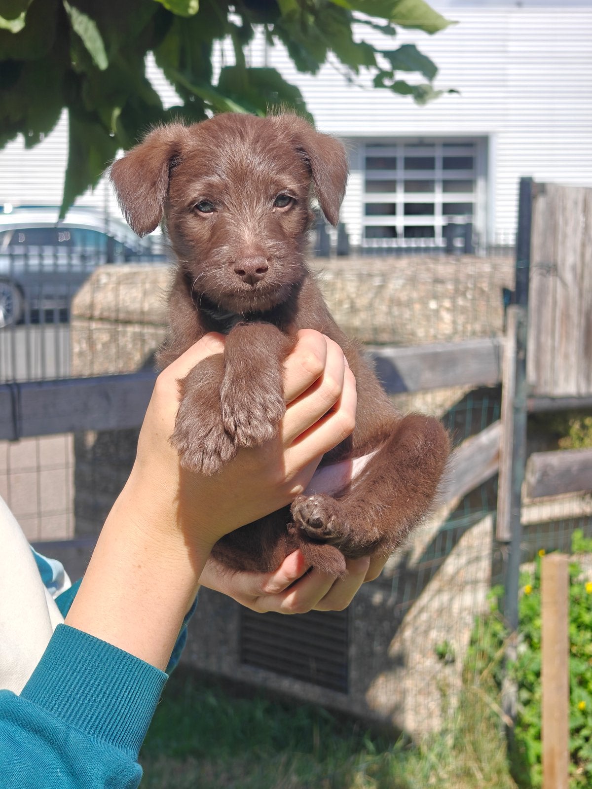 Windhond x complete mix pups, Reu, 8 tot 15 weken, CDV (hondenziekte), Eén hond