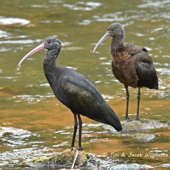 Puna ibissen, Dieren en Toebehoren, Meerdere dieren